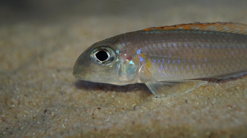 Xenotilapia flavipinnis 'Kagunga'
